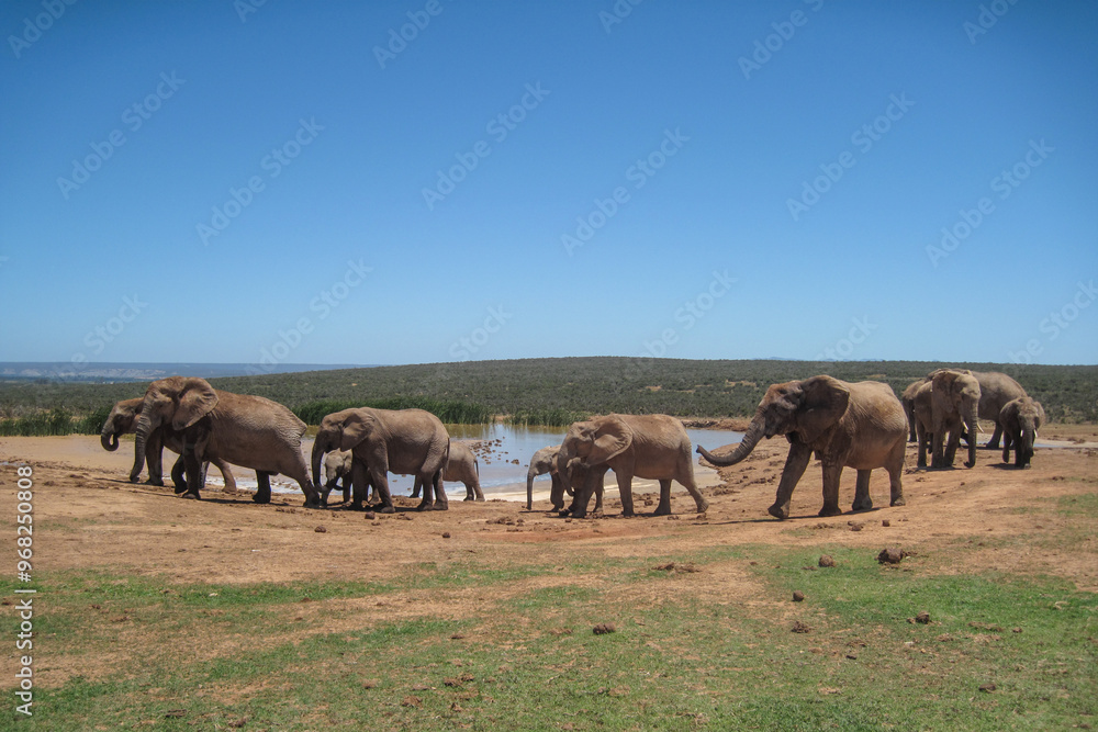 Elephants walking around a watering hole in Addo Elephant Park in South Africa Elephants walking around a watering hole in Addo Elephant Park in South Africa