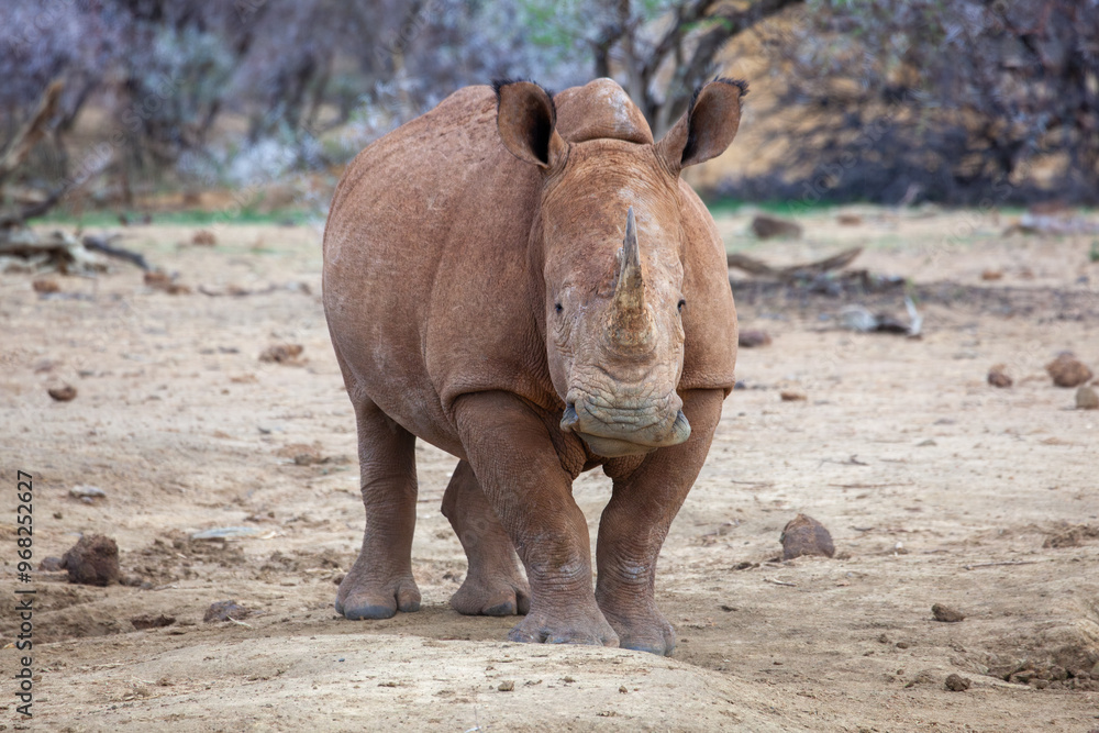 Fototapeta premium White Rhino facing the camera