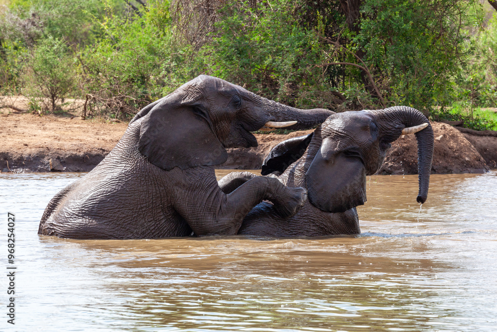 Fototapeta premium Elephants mating in watering hole - side profile