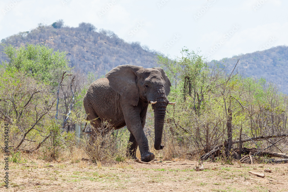 Obraz premium Elephant walking purposefully out of the bush