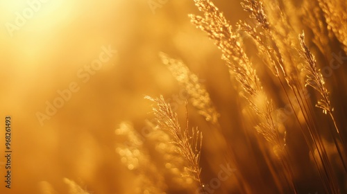 Blurry close-up of tall grass swaying gently in the wind, bathed in golden sunlight.