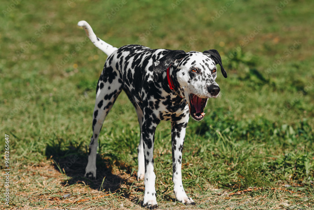 black and white slim and muscular spotted Dalmatian dog in red collar standing and yawning in park with green grass outdoors in hot sunny summer day, dogwalking concept black and white slim and muscular spotted Dalmatian dog in red collar standing and yawning in park with green grass outdoors in hot sunny summer day, dogwalking concept