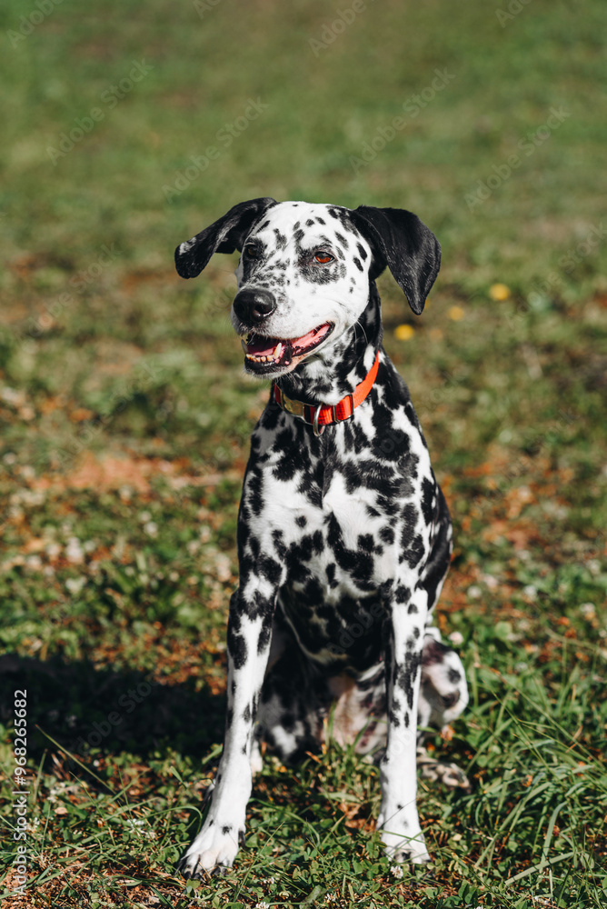 black and white slim and muscular spotted Dalmatian dog in red collar sitting in park with green grass outdoors in hot sunny summer day, dogwalking concept black and white slim and muscular spotted Dalmatian dog in red collar sitting in park with green grass outdoors in hot sunny summer day, dogwalking concept