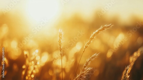 Soft, blurry grass in a peaceful field, with a golden sunset casting a gentle glow.