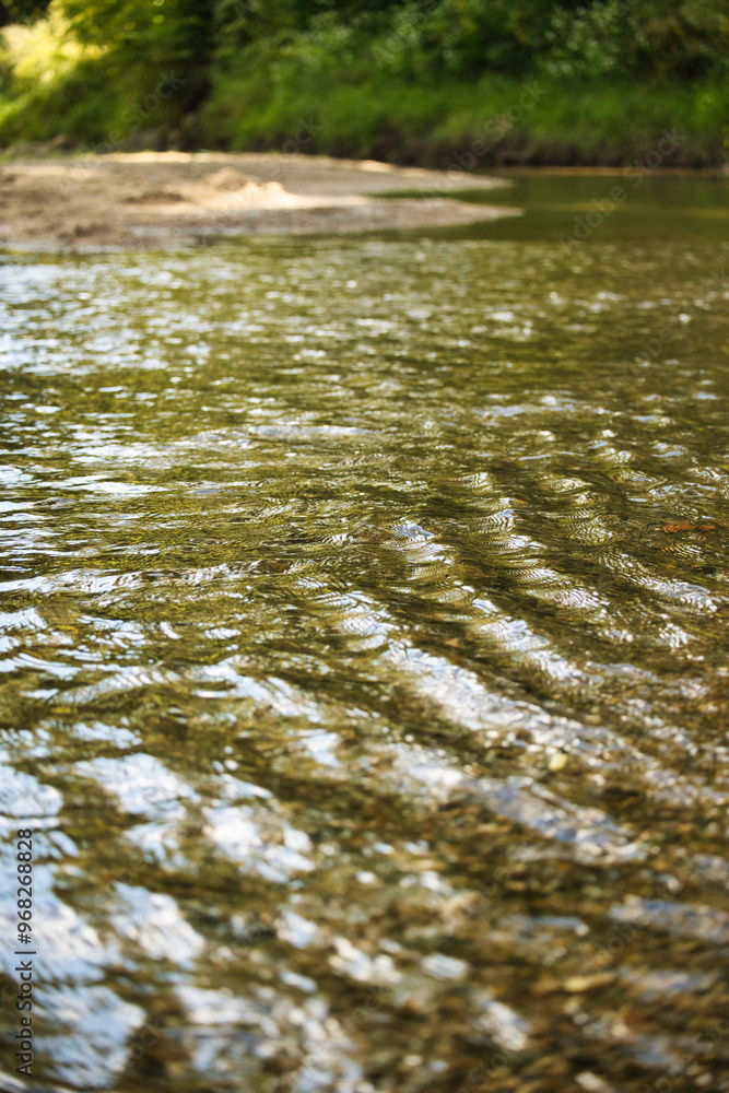 Fototapeta premium river in the forest