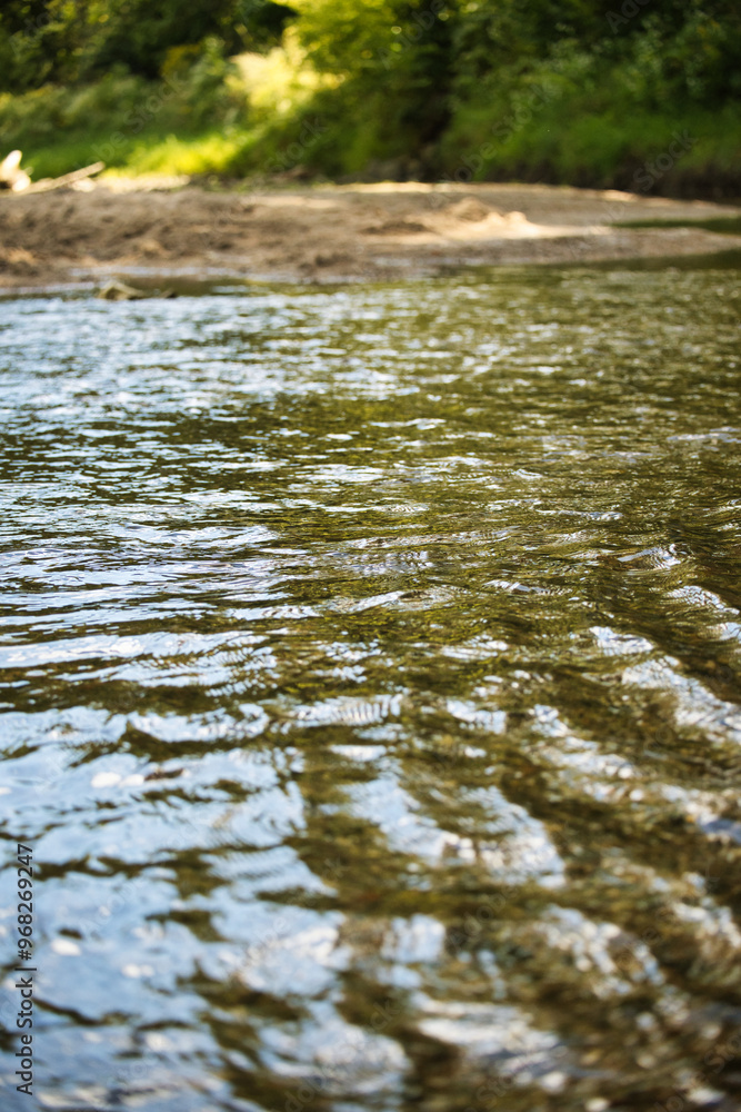 Fototapeta premium river in the forest