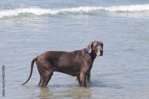 Adorable grey colored Great Dane dog playing in water at Ocean Beach Dog Beach