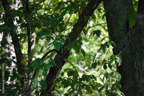 Ground Squirrel on a Tree