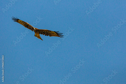 青空を飛ぶトビ photo