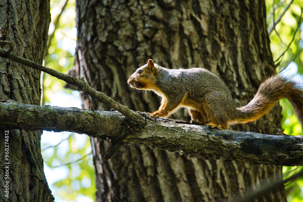 Ground Squirrel on a Tree Ground Squirrel on a Tree