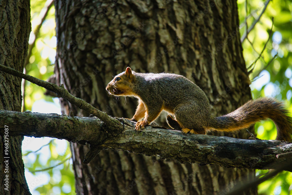 Ground Squirrel on a Tree Ground Squirrel on a Tree