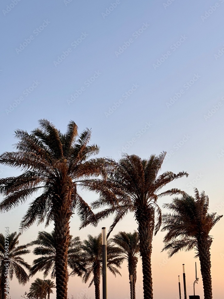 palm trees at sunset palm trees at sunset