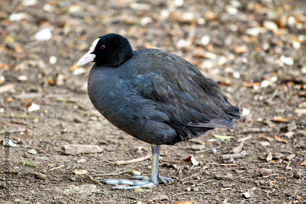 Coot (Fulica atra), common in freshwater lakes and ponds