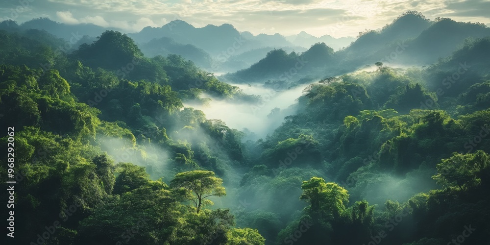 Rainforest landscape with trees and fog - theme conservation, climate change and renewable energy Rainforest landscape with trees and fog - theme conservation, climate change and renewable energy