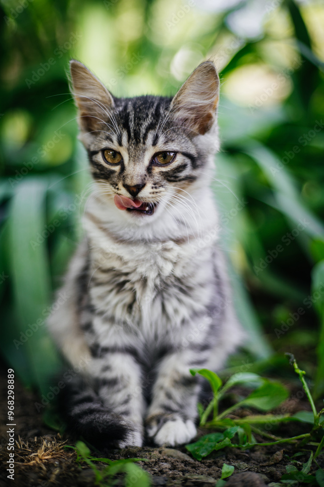 Cute gray striped kitten licks its tongue. It sits on a patch of juicy green foliage. The kitten looks away with its tail tucked between its legs Cute gray striped kitten licks its tongue. It sits on a patch of juicy green foliage. The kitten looks away with its tail tucked between its legs