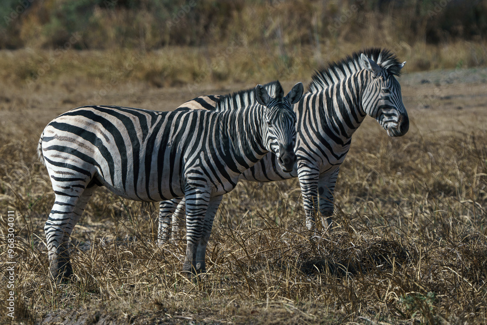 two zebra, side by side in the desert of Botswana two zebra, side by side in the desert of Botswana
