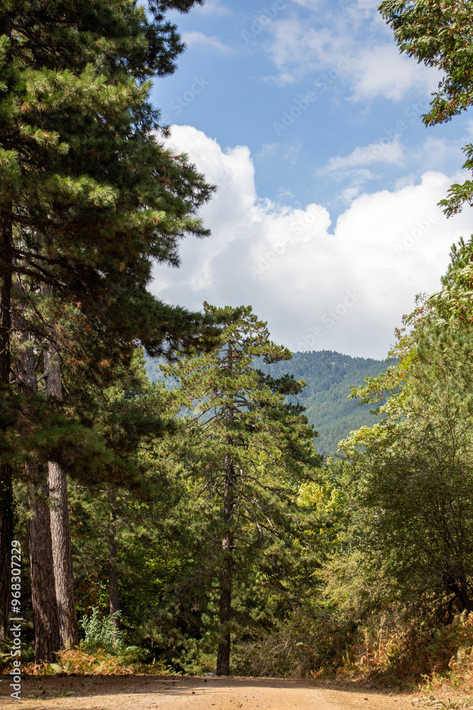 Dirt road in a pine forest on a sunny day. Pine tree on the road in the forest. Summer landscape. Path in the forest. Forest in the trail. Dirt road in a pine forest on a sunny day. Pine tree on the road in the forest. Summer landscape. Path in the forest. Forest in the trail.