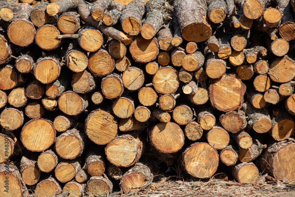 Pile of firewood in the forest, closeup of photo. Pile of sawn tree trunks in a forest. Woodpile texture. Pile of firewood in the forest, closeup of photo. Pile of sawn tree trunks in a forest. Woodpile texture.