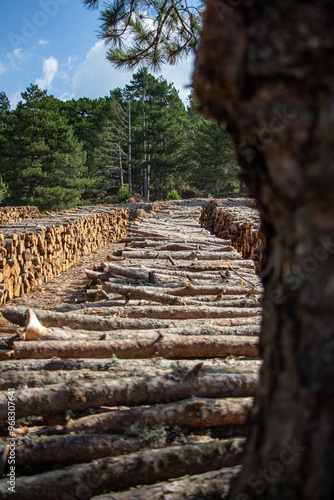Pile of chopped firewood in forest. Firewood stacked on top of each other. Pile of sawn tree trunks in the forest, ready for winter. Woodpile of cut tree trunks in pine forest. 
