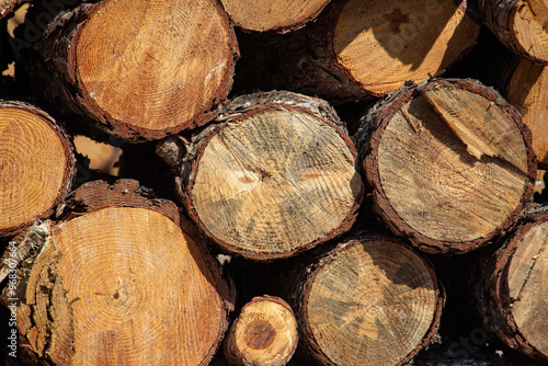 Pile of firewood in the forest, closeup of photo. Pile of sawn tree trunks in a forest. Woodpile texture.