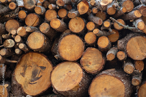 Pile of firewood in the forest, closeup of photo. Pile of sawn tree trunks in a forest. Woodpile texture.