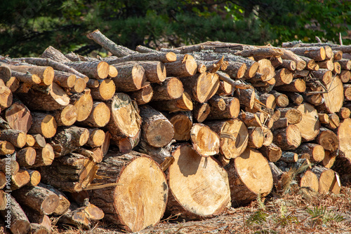 Pile of chopped firewood in forest. Firewood stacked on top of each other. Pile of sawn tree trunks in the forest, ready for winter. Woodpile of cut tree trunks in pine forest. 