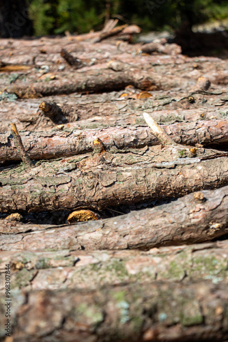 Pile of chopped firewood in forest. Firewood stacked on top of each other. Pile of sawn tree trunks in the forest, ready for winter. Woodpile of cut tree trunks in pine forest. 