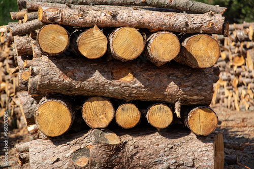 Pile of chopped firewood in forest. Firewood stacked on top of each other. Pile of sawn tree trunks in the forest, ready for winter. Woodpile of cut tree trunks in pine forest. 
