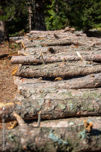 Pile of chopped firewood in forest. Firewood stacked on top of each other. Pile of sawn tree trunks in the forest, ready for winter. Woodpile of cut tree trunks in pine forest. 