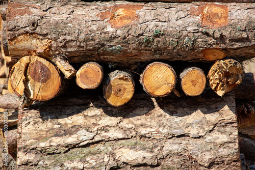 Pile of chopped firewood in forest. Firewood stacked on top of each other. Pile of sawn tree trunks in the forest, ready for winter. Woodpile of cut tree trunks in pine forest. 