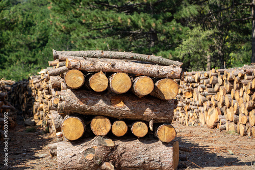 Pile of chopped firewood in forest. Firewood stacked on top of each other. Pile of sawn tree trunks in the forest, ready for winter. Woodpile of cut tree trunks in pine forest. 