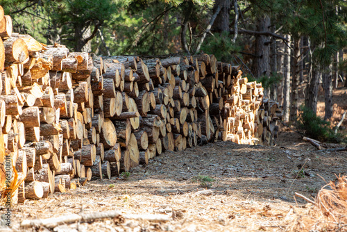 Pile of chopped firewood in forest. Firewood stacked on top of each other. Pile of sawn tree trunks in the forest, ready for winter. Woodpile of cut tree trunks in pine forest. 