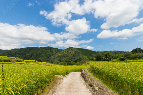 収穫前の田んぼ（大分県国東市）