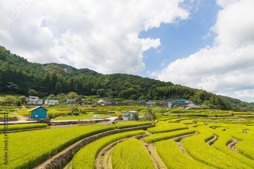 収穫前の田んぼ（大分県国東市）