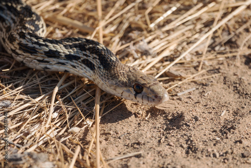 Gopher Snake close up.  Photograph taken in Simi Valley California.  photo