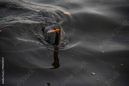 Nannopterum brasilianum bird on the water photo