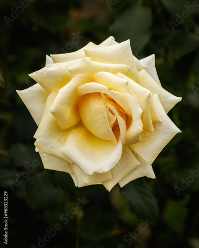 Close up view of beautiful yellow rose landora in garden photo