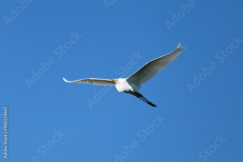 サギ　飛んでいる