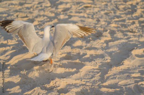 Pajaro volando en playa photo