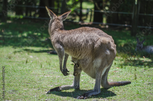 kangaroo in the field