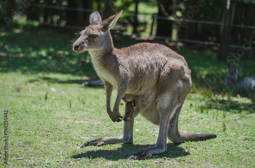 kangaroo in the field