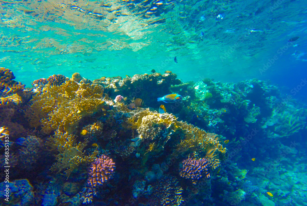 Fototapeta premium underwater world of coral reef in sharm el sheikh for background