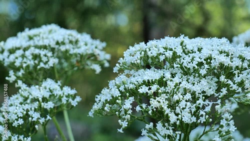 Blooming Valerian officinalis close-up.White inflorescences of medicinal herb. 4k footage photo