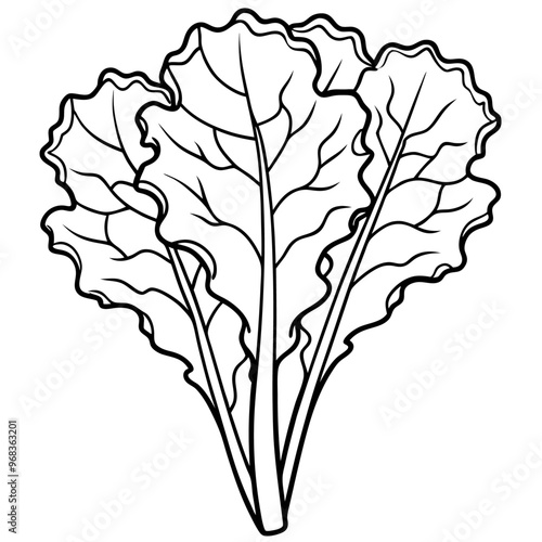 kale vegetable outline coloring book page line art illustration digital drawing