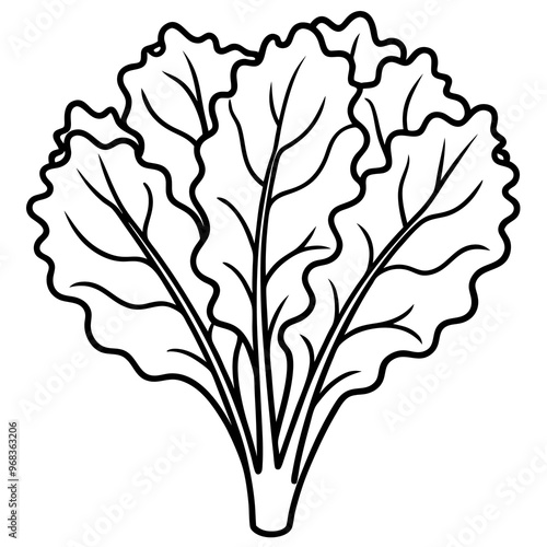 kale vegetable outline coloring book page line art illustration digital drawing