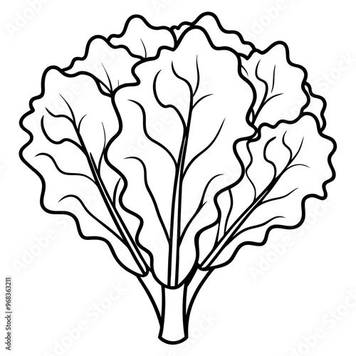 kale vegetable outline coloring book page line art illustration digital drawing