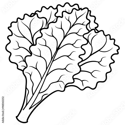 kale vegetable outline coloring book page line art illustration digital drawing