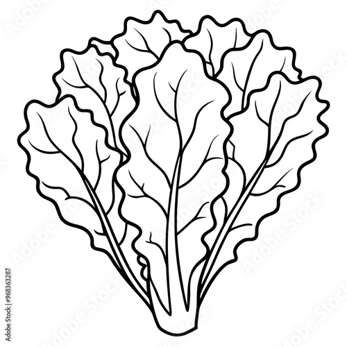 kale vegetable outline coloring book page line art illustration digital drawing