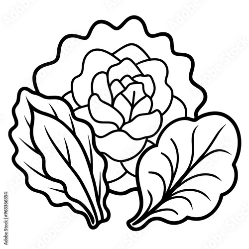 lettuce arugula watercress vegetables outline coloring book page line art illustration digital drawing