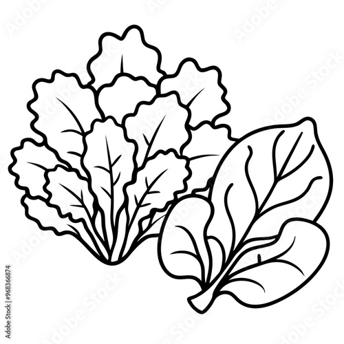 lettuce arugula watercress vegetables outline coloring book page line art illustration digital drawing